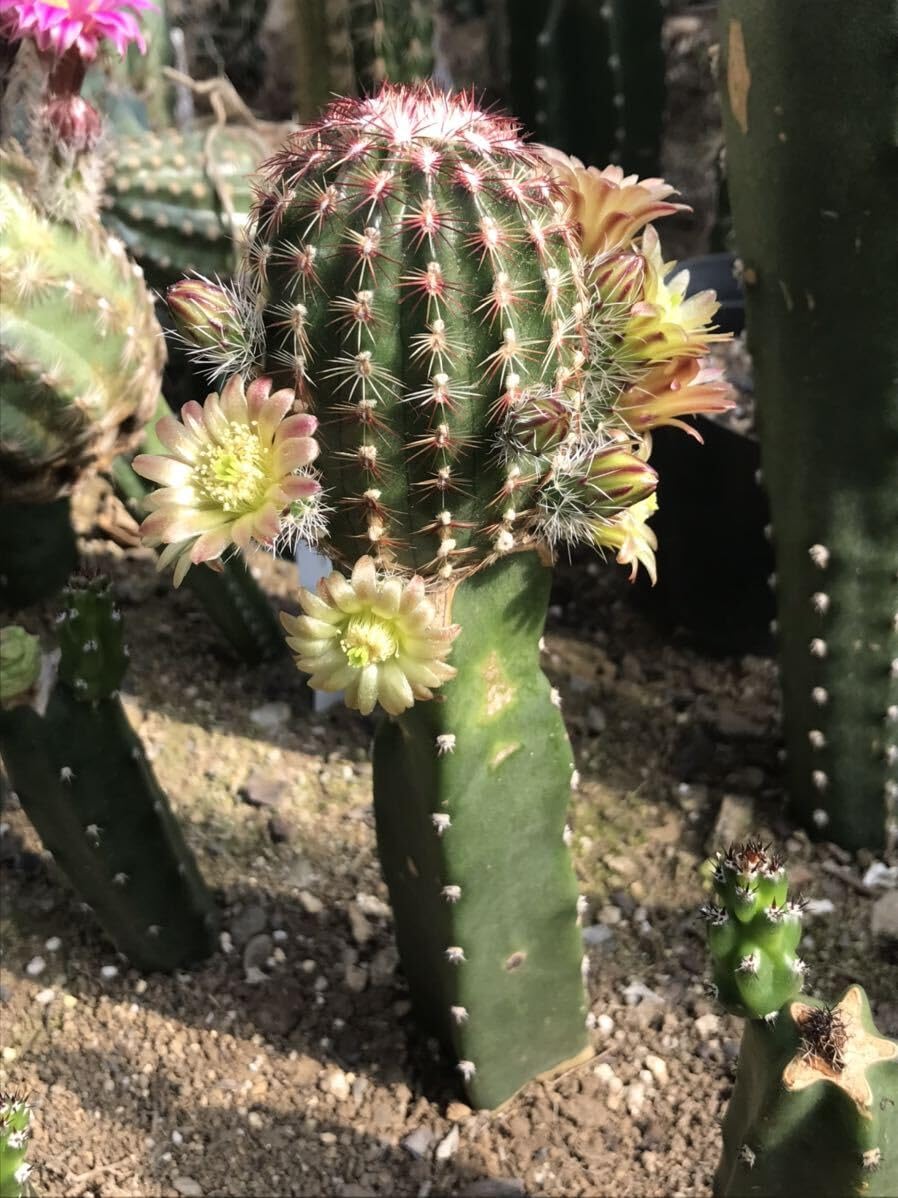 エキノケレウス 青花蝦　花サボテン 香りあり 花持ち1週間　群生12頭 現品限り エキノケレウス 青花蝦 花サボテン 現品 香りあり 花持ち1週間